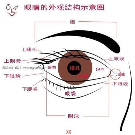 眼角位置|内眼角在哪个位置图解